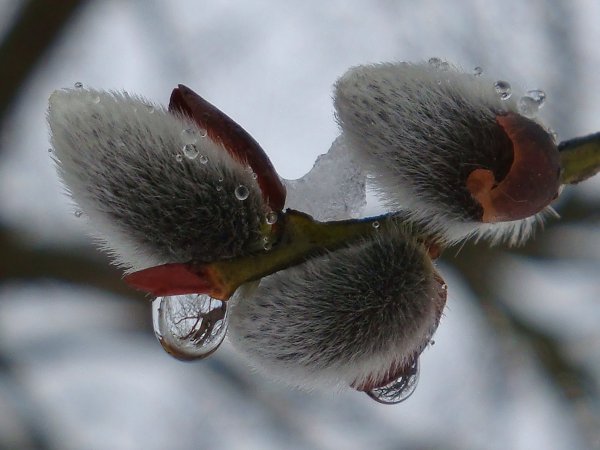 Апрельская капель