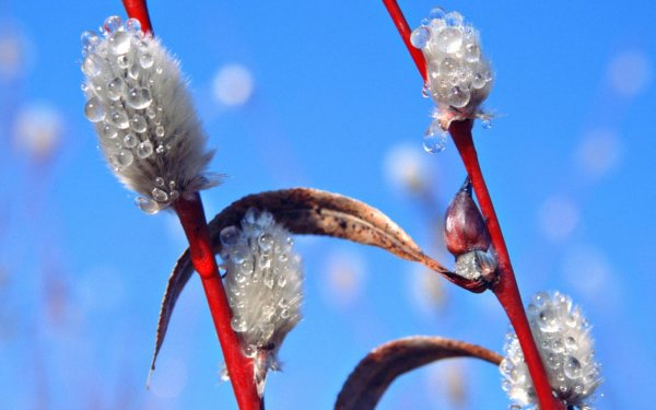 Весна капель