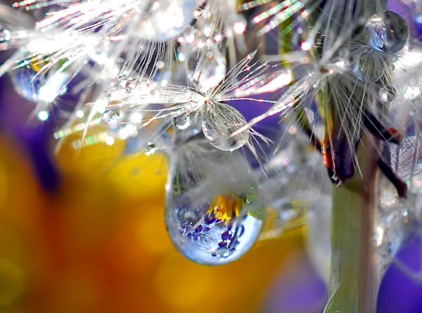 Музыкальная капель фото