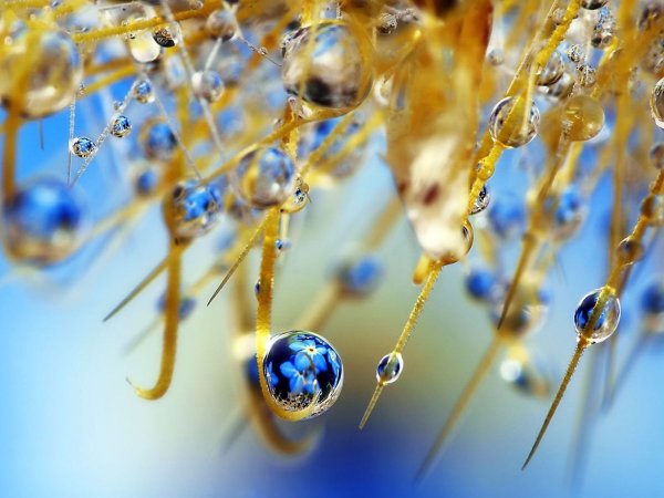 Весна капель