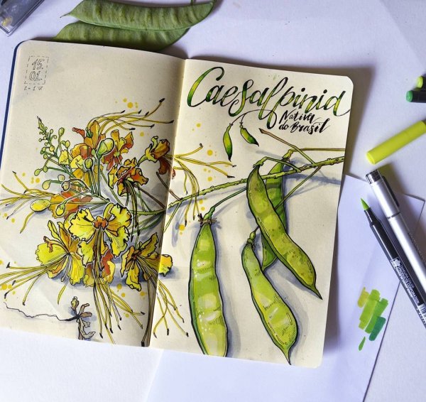 Ботаническая иллюстрация скетчбук