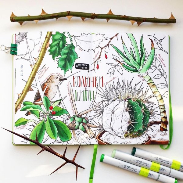 Ботанический скетч маркерами