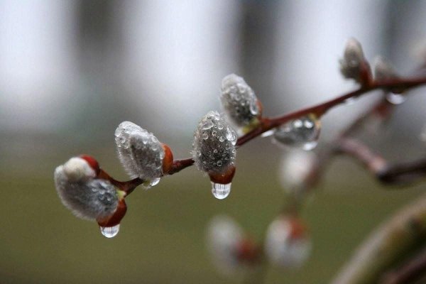 Ранняя Весна капель