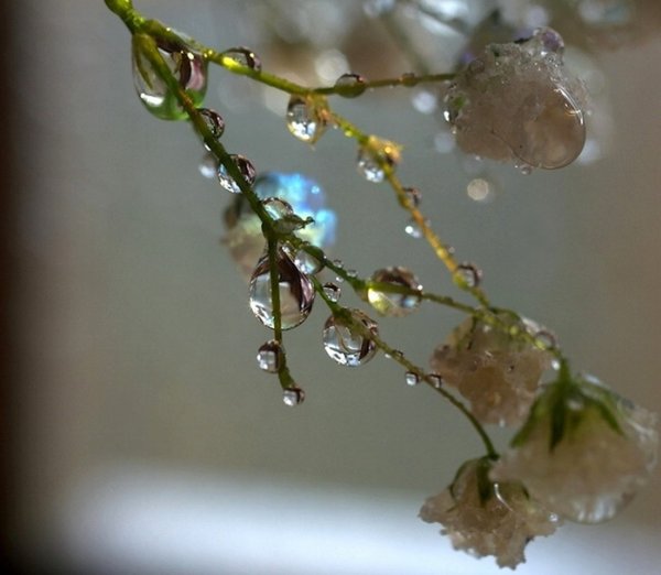 Прозрачные капельки на веточках