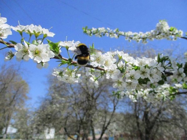 Весна апрель