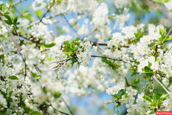 Весенний пейзаж