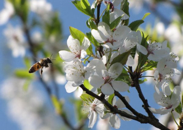 Середина весны