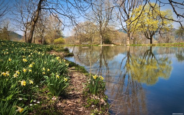 Уральская природа береза