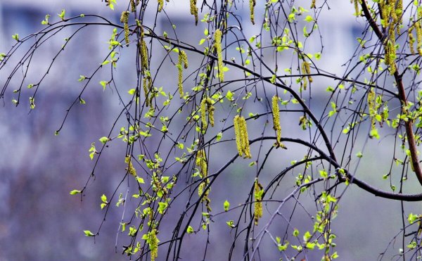 Месяцы весны