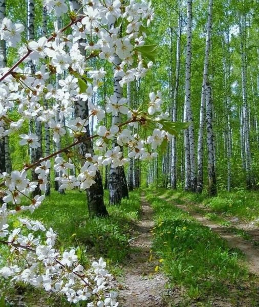 Весенний пейзаж в мае