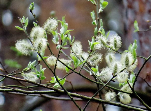 Весна презентация