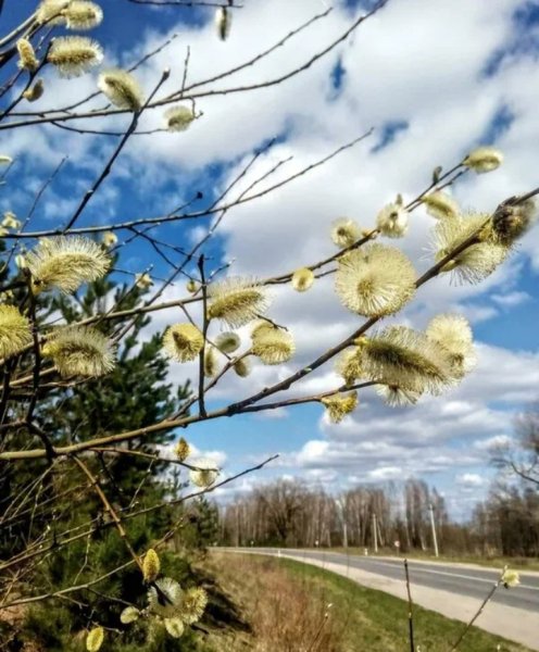 Весна природа