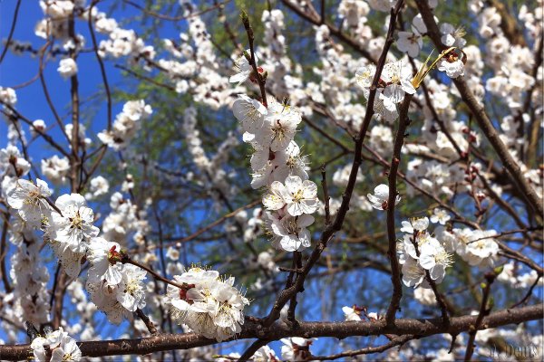 Весенний денек