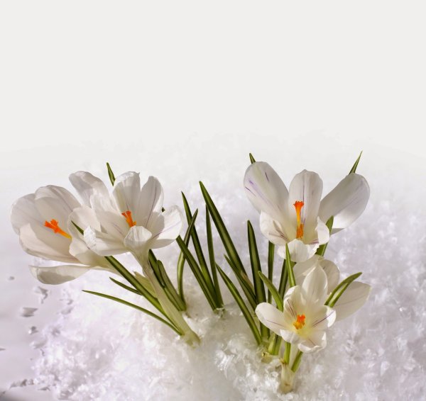 Волшебница Весна