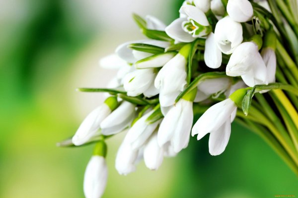 Цветы в снегу