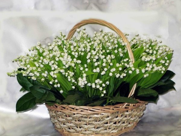 Букет пролески и подснежники