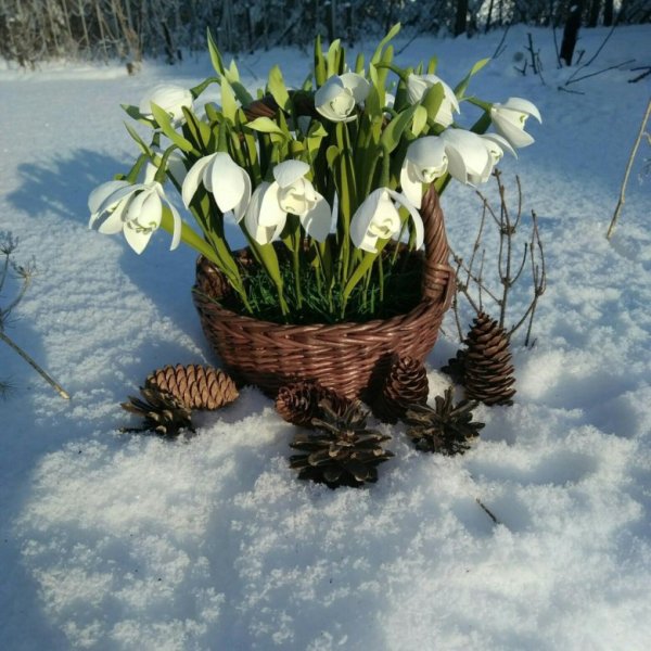 Яркие весенние цветы