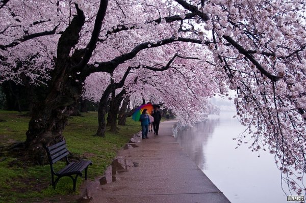 Цветение Сакуры в Японии сады