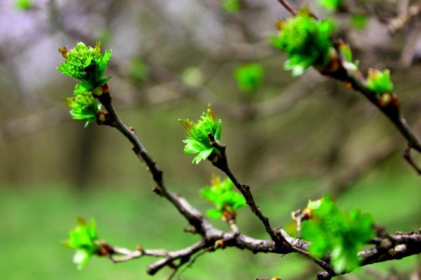 Распускаются листья