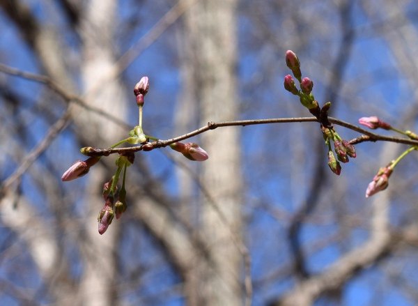 Распускаются почки на вишне