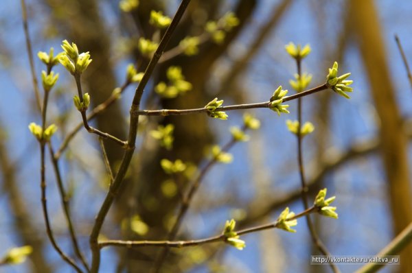 Весна почки