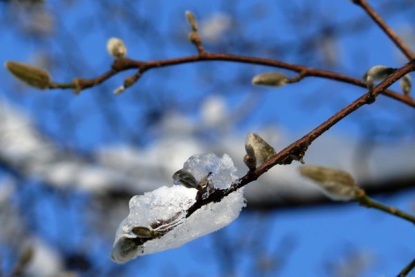 Тающий снег на деревьях