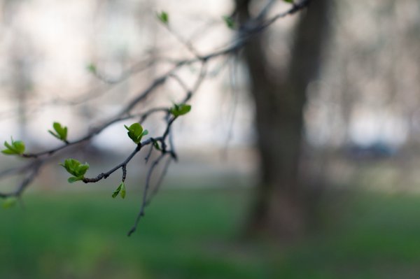 Тополиные почки