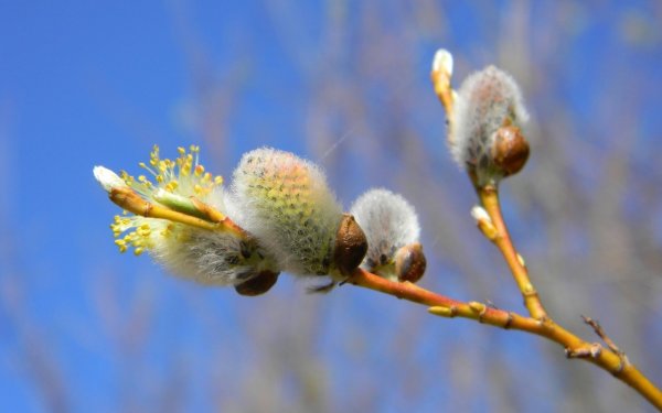 Ранняя Весна