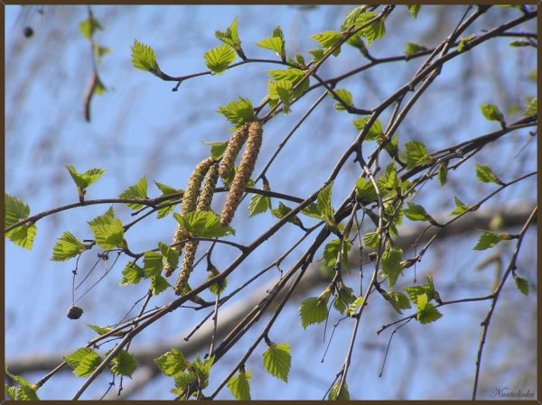 Верба листики
