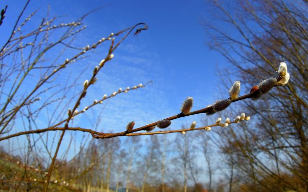 Распускание почек на деревьях весной