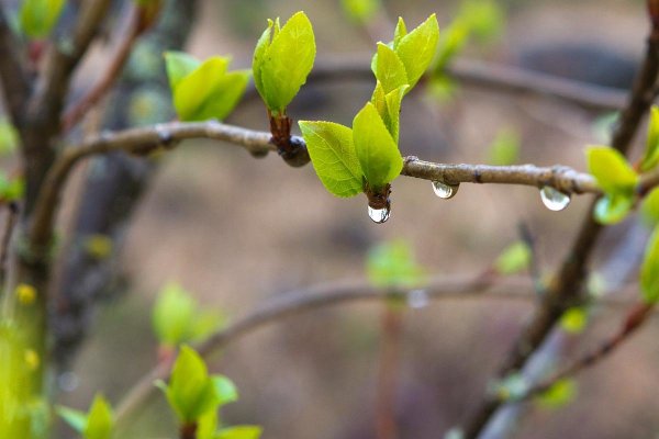 Ветка с почками