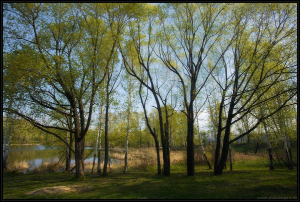 Деревья ранней весной