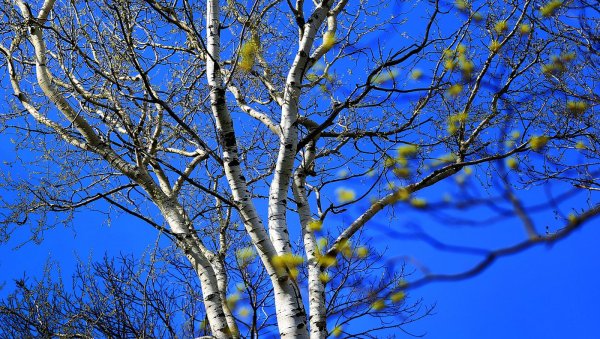 Березовые почки весной