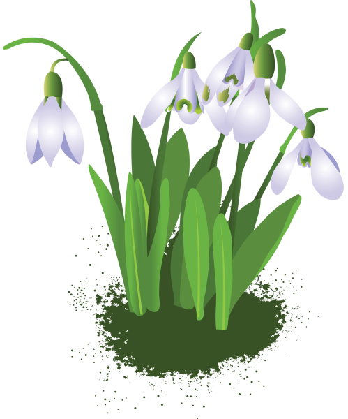 Подснежник для детей