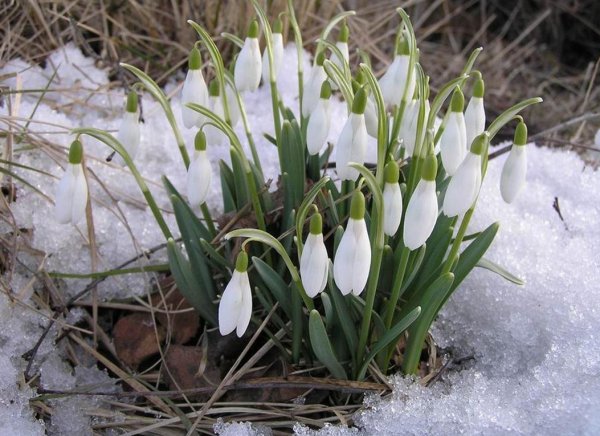 Подснежник Крымский