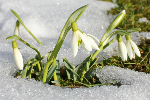 Пролеска Крокус Галантус