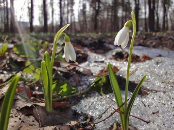 Белозерова подснежники