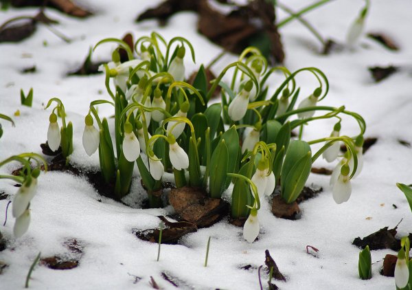 «Апрель. Подснежник » Чайковский апрель
