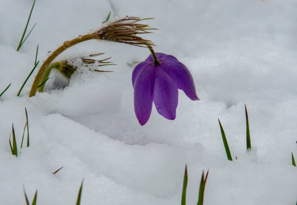 Терпугова Подснежник