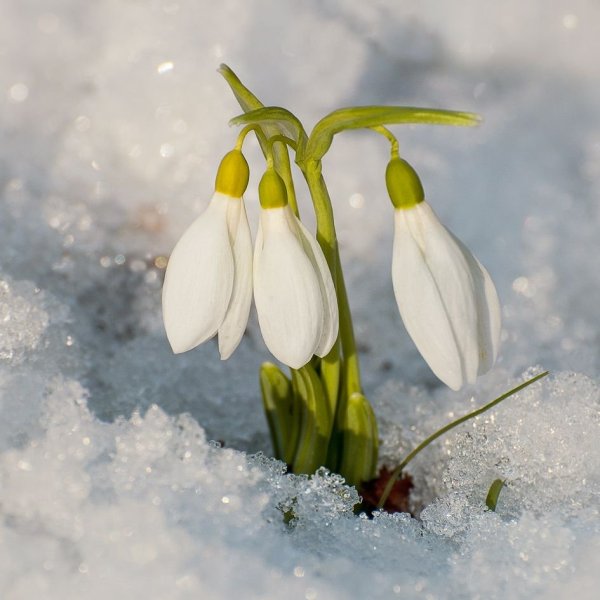Весенний первоцвет - Подснежник