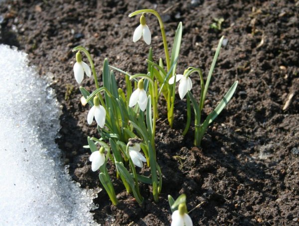 Весна подснежники первоцветы