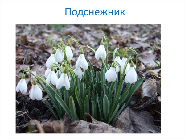 Подснежник кавказский