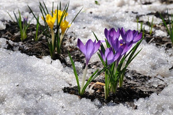 Первоцветы подснежники крокусы