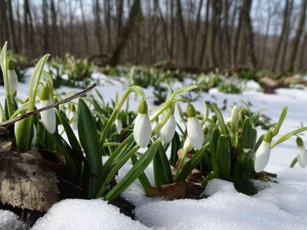 Курнаков цветут подснежники