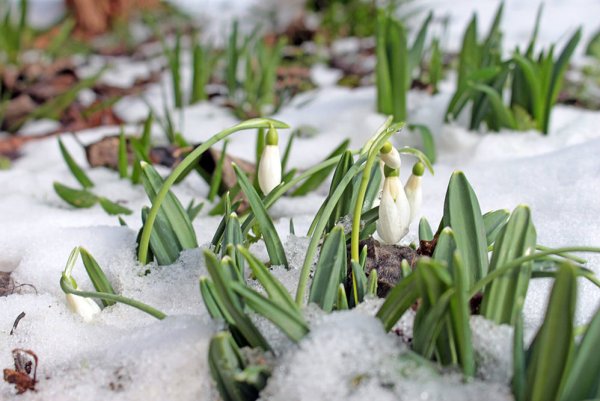 Полярный Подснежник