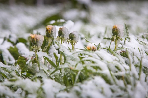 Снежная буря весной