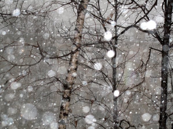 Метелица весной