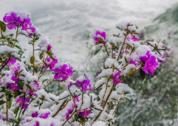 Явления природы снегопад