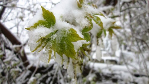 Февральские Морозы