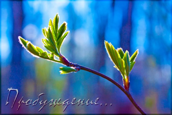 С добрым утром Весна
